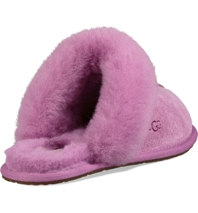 Shop Ugg Scuffette Ii Water Resistant Slipper In Bodacious