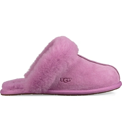 Shop Ugg Scuffette Ii Water Resistant Slipper In Bodacious