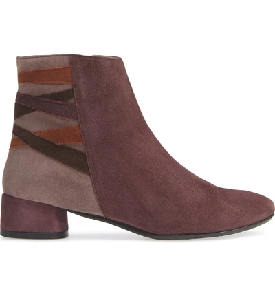 Shop Amalfi By Rangoni Rustico Bootie In Eggplant Suede