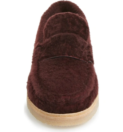 Shop Stuart Weitzman Bromley Genuine Shearling Loafer In Cabernet Chicago