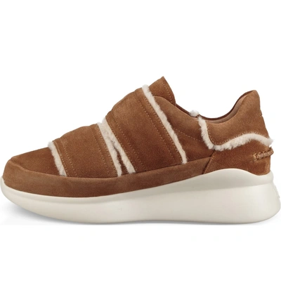 Shop Ugg Ashby Spill Seam Sneaker In Chestnut Leather
