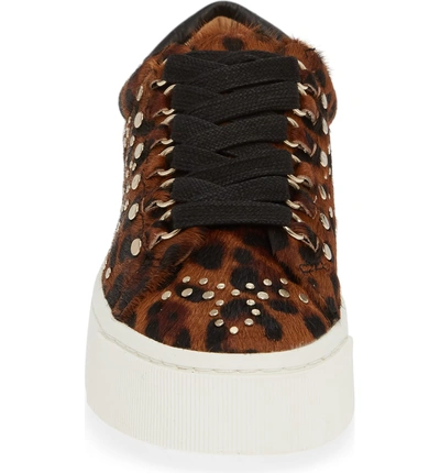 Shop Joie Handan Genuine Calf Hair Sneaker In Leopard