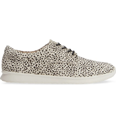 Shop Rollie Sport Genuine Calf Hair Derby In Snow Leopard Calf Hair