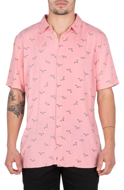 Shop Barney Cools Seagull Print Shirt In Pink Seagull