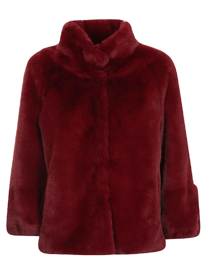 Shop Betta Corradi Fur Jacket In Bordeaux