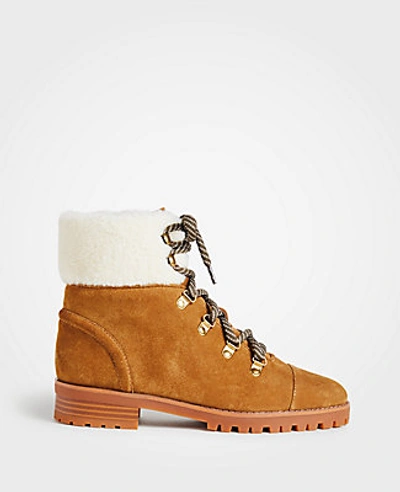 Shop Ann Taylor Brock Suede Hiker Boots In Spanish Chocolate