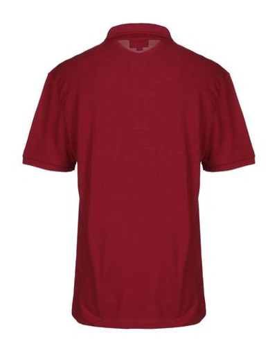 Shop Lacoste Man Polo Shirt Burgundy Size 2 Cotton, Elastane