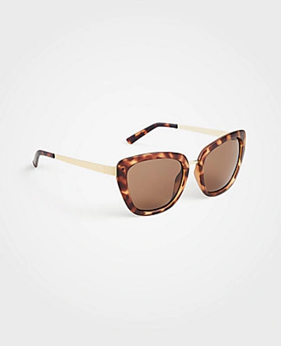 Shop Ann Taylor Cateye Sunglasses In African Cocoa