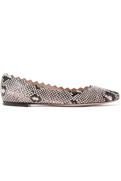 Shop Chloé Lauren Scalloped Snake-effect Leather Ballet Flats In Snake Print