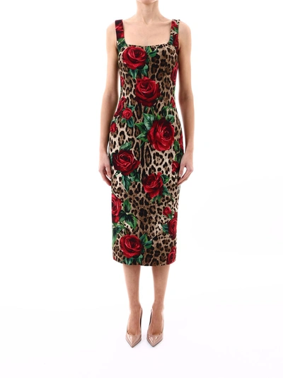 Shop Dolce & Gabbana Midi Dress Leo With Rose In Multicolor