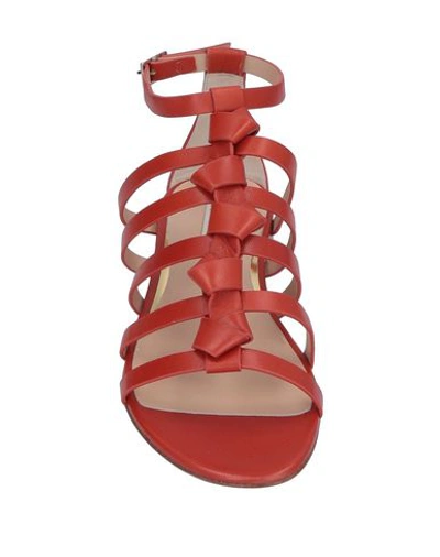 Shop Roberto Cavalli Sandals In Brick Red