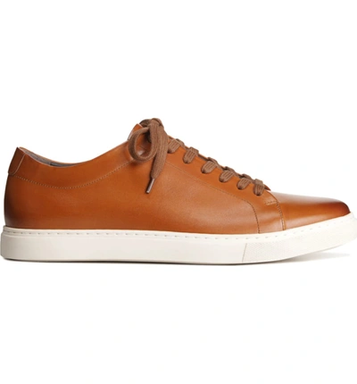 Shop Allen Edmonds Canal Court Sneaker In Walnut/ White Leather