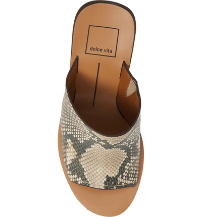 Shop Dolce Vita Alba Braided Heel Mule Sandal In Beige Snake Print Leather