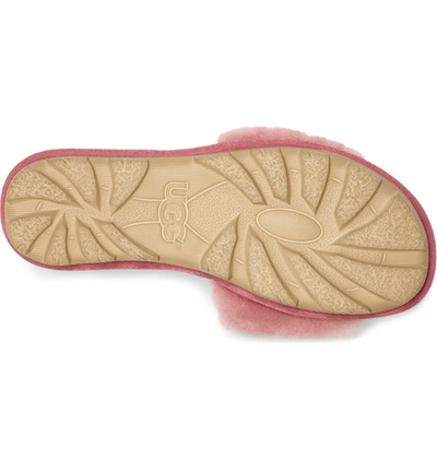 Shop Ugg Cozette Genuine Shearling Slipper In Pink Dawn