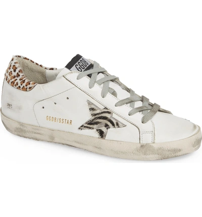 Shop Golden Goose Superstar Genuine Calf Hair Sneaker In White/ Zebra