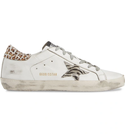 Shop Golden Goose Superstar Genuine Calf Hair Sneaker In White/ Zebra