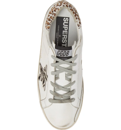 Shop Golden Goose Superstar Genuine Calf Hair Sneaker In White/ Zebra