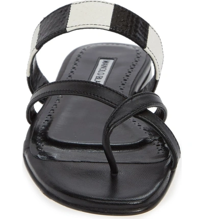 Shop Manolo Blahnik Susa Genuine Snakeskin Sandal In Black/ White Leather