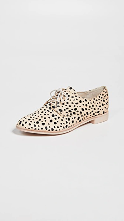 Shop Dolce Vita Kyle Lace Up Oxfords In Leopard