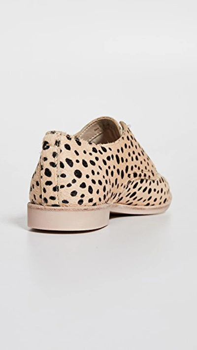 Shop Dolce Vita Kyle Lace Up Oxfords In Leopard