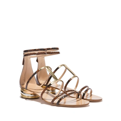 Shop Casadei Aurora Trio In Russet