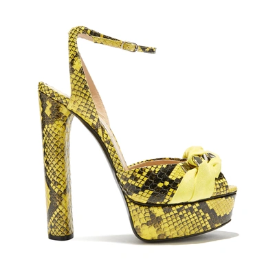 Shop Casadei Flora Hydra In Sunny