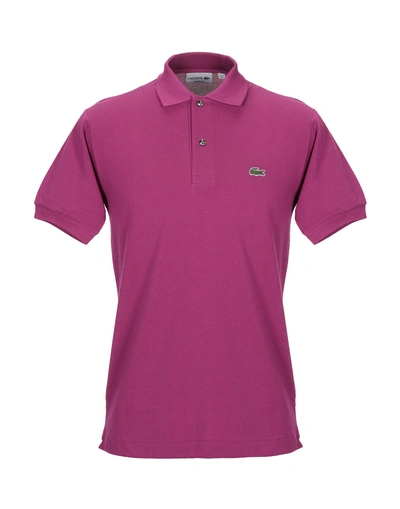 Shop Lacoste Polo Shirts In Mauve