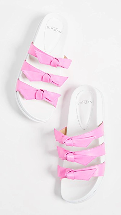 Shop Alexandre Birman Lolita Pool Slides In Pink Fluo/white