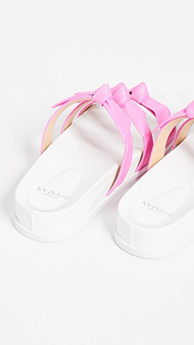 Shop Alexandre Birman Lolita Pool Slides In Pink Fluo/white