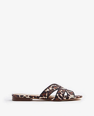 Shop Ann Taylor Virginia Leopard Print Flat Sandals In Brown