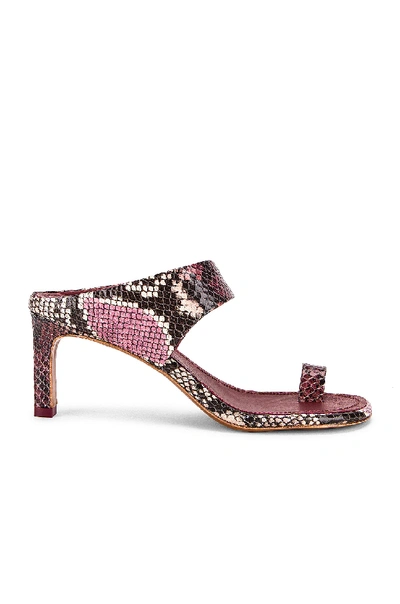 Shop Zimmermann Strap Sandal In Burgundy Python
