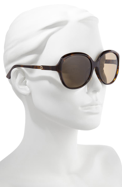 Shop Gucci 58mm Round Sunglasses In Havana/ Solid Brown