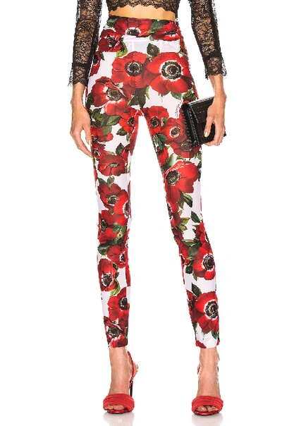 Shop Dolce & Gabbana Floral Pant In White In Multi