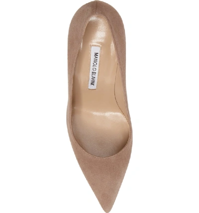 Shop Manolo Blahnik 'bb' Pointy Toe Pump In Taupe Suede