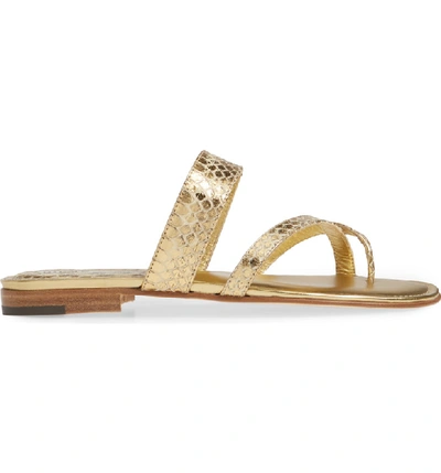 Shop Manolo Blahnik 'susa' Genuine Snakeskin Sandal In Gold Watersnake