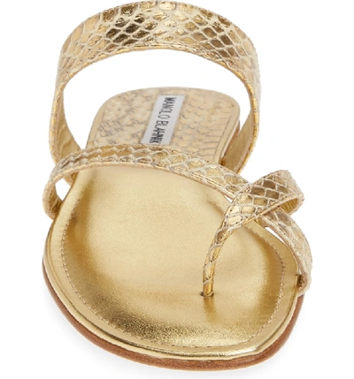 Shop Manolo Blahnik 'susa' Genuine Snakeskin Sandal In Gold Watersnake