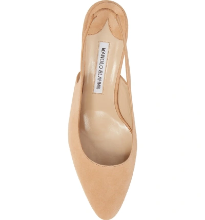 Shop Manolo Blahnik Allurasa Slingback Pump In Camel Suede