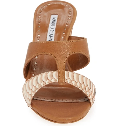 Shop Manolo Blahnik Jedjulul Genuine Snakeskin Slide Sandal In Cognac Leather