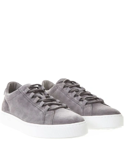 Shop Tod's Sneakers In Grey Suede