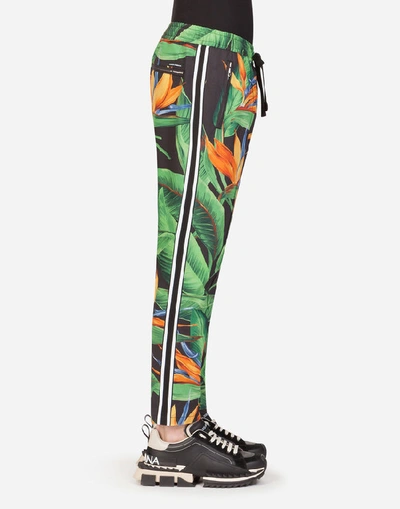 Shop Dolce & Gabbana Cotton Jogging Pants With Bird Of Paradise Print In Multicolored