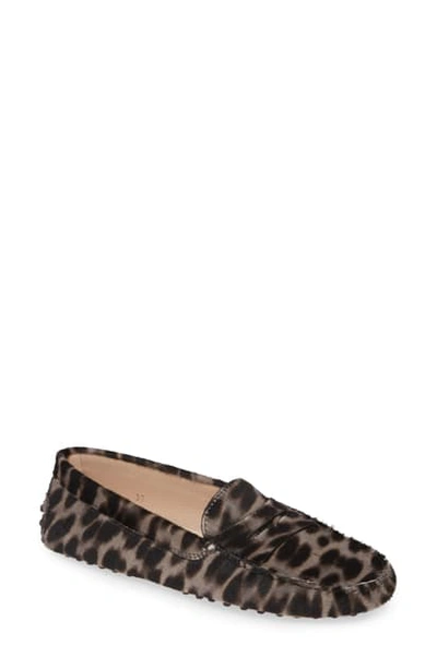 Shop Tod's Gommini Leopard Print Genuine Calf Hair Driving Moccasin In Leopard Grey