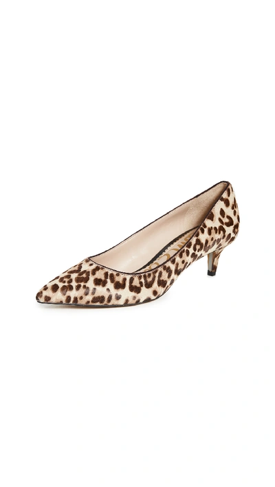 Shop Sam Edelman Dori Pumps In Sand Leopard