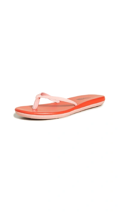 Shop Ancient Greek Sandals Sagionara Flip Flops In Pink/red