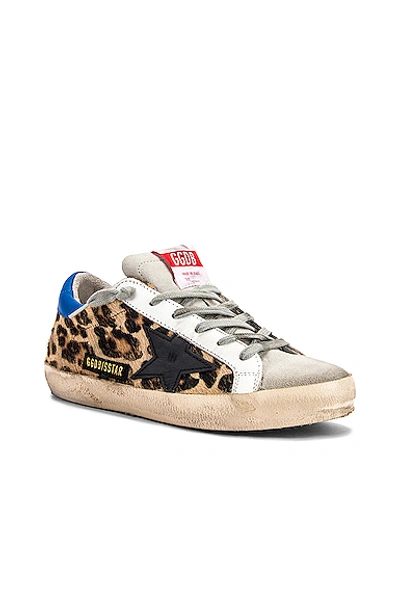 Shop Golden Goose Superstar Sneaker In Snow Leopard & Royal