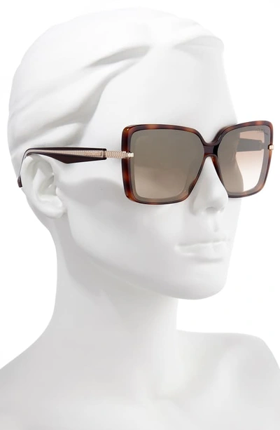 Shop Roberto Cavalli 62mm Oversize Flat Front Butterfly Sunglasses In Dark Havana/ Brown Mirror