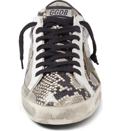 Shop Golden Goose Superstar Sneaker In Natural Snake Print/ Green