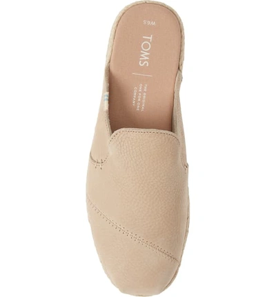 Shop Toms Nova Mule In Stone Nubuck