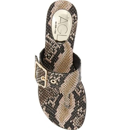 Shop Agl Attilio Giusti Leombruni Buckle Flip Flop In Taupe Snake Embossed Leather