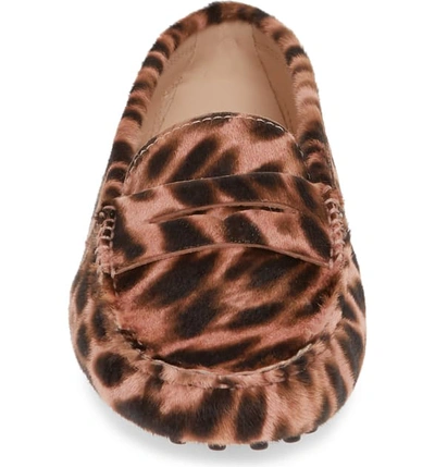 Shop Tod's Gommini Leopard Print Genuine Calf Hair Driving Moccasin In Leopard Rose