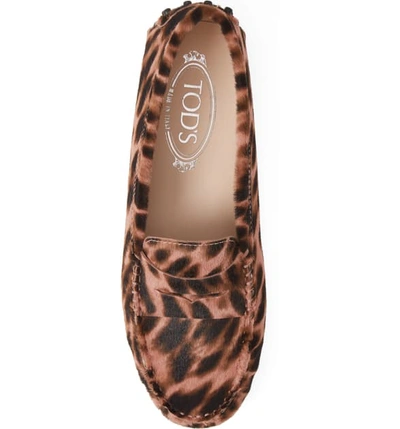 Shop Tod's Gommini Leopard Print Genuine Calf Hair Driving Moccasin In Leopard Rose